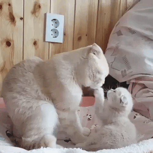 Cute Cat Mother And Baby GIF
