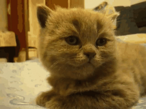 Cute Cat Pass Out GIF