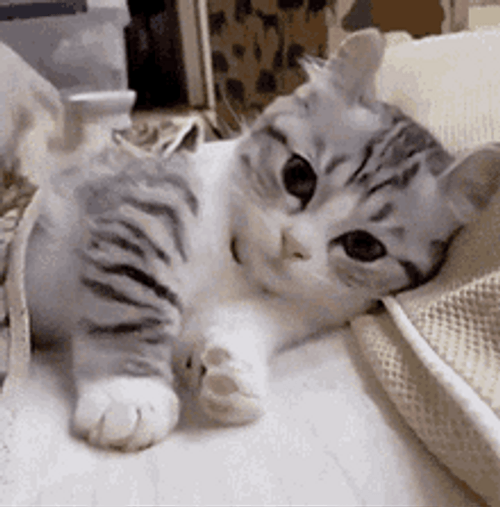 Cute Cat Playful Chilling GIF