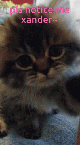 Cute Cat Please Notice Me Xander GIF