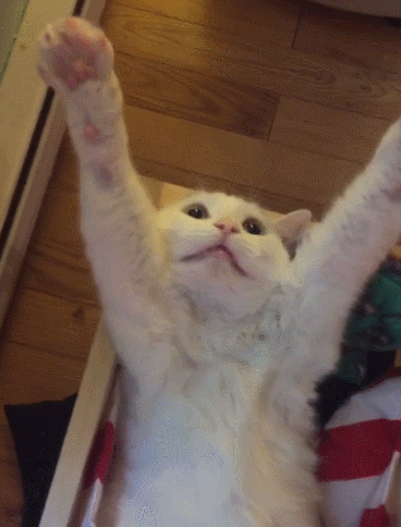 Cute Cat Ready For Bed GIF