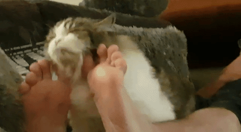 Cute Cat Relaxing In Human Legs GIF