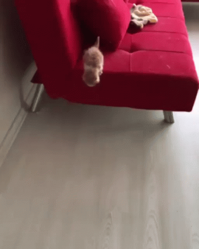 Cute Cat Running GIF