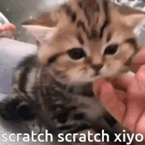 Cute Cat Scratch Scratch Xiyo GIF