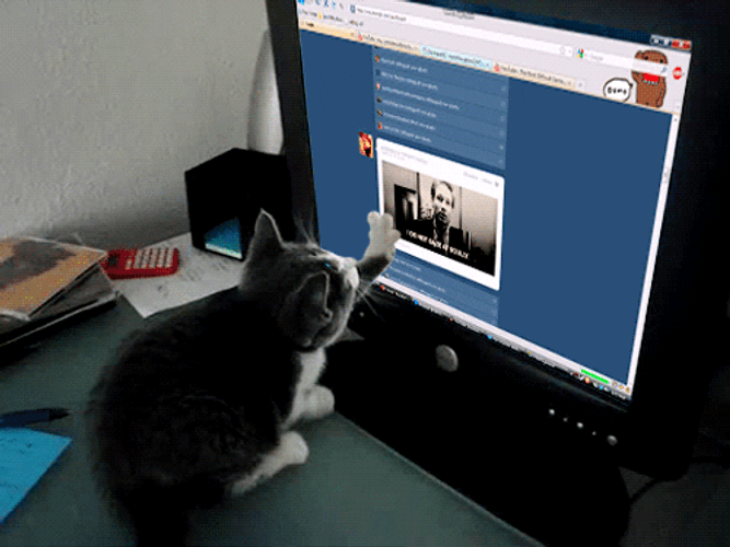 Black White Cat Office Computer GIF 