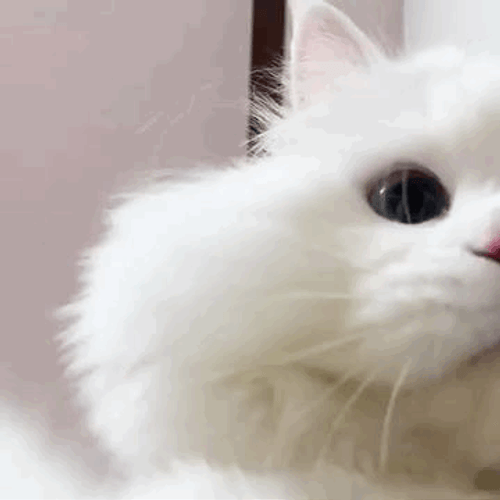 Cute Cat Selfie GIF