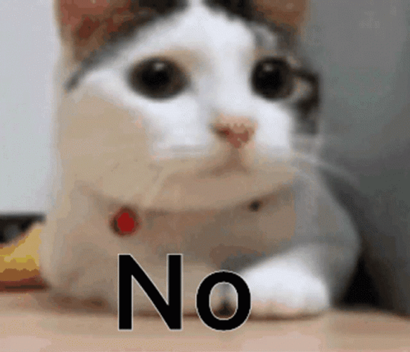 Cute Cat Shaking Head No No GIF