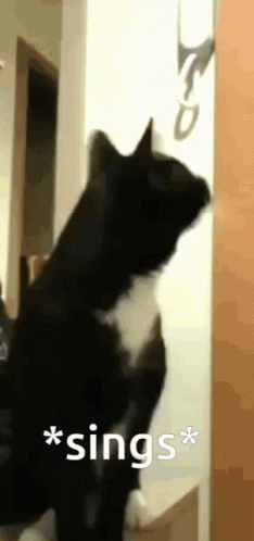 Cute Cat Singing GIF