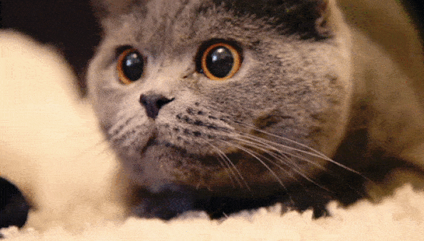 Cute Cat Slot Machine GIF