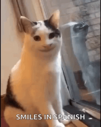 Cute Cat Smiles In Spanish GIF
