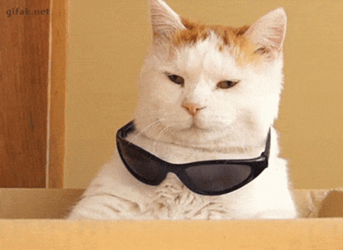 Cute Cat Smooth Style With Sunglass GIF