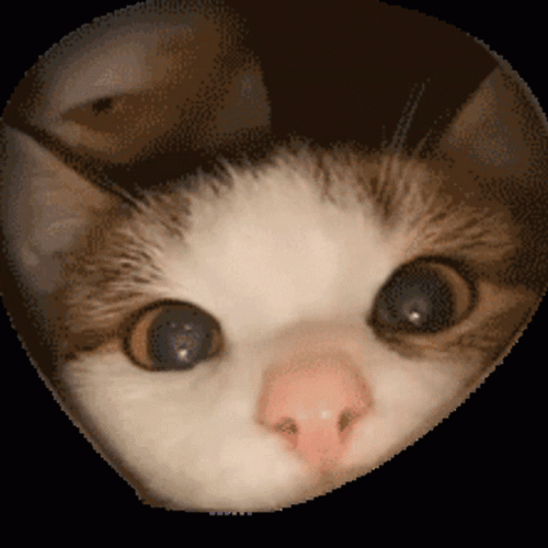 Cute Cat Sniff GIF