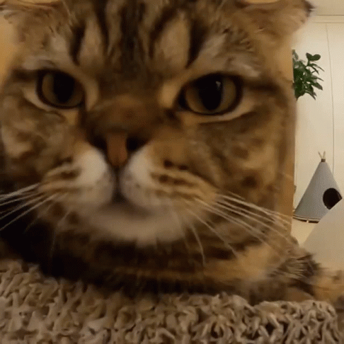 Cute Cat Sniffing Yawning GIF