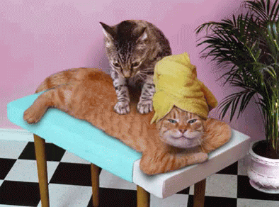 Cute Cat Spa Massage GIF