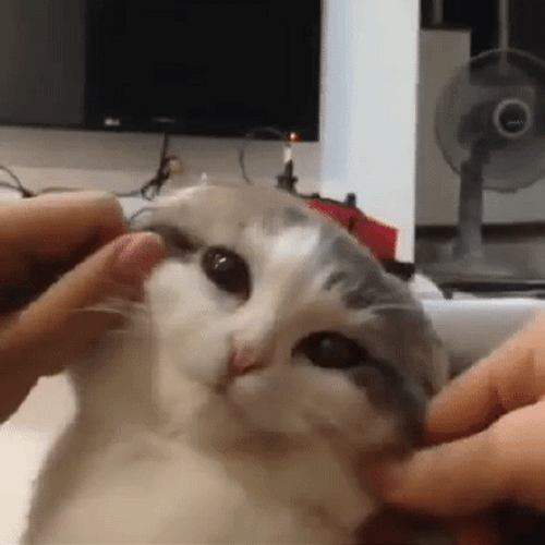 Cute Cat Squeeze GIF