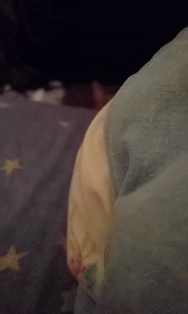 Cute Cat Stalker GIF