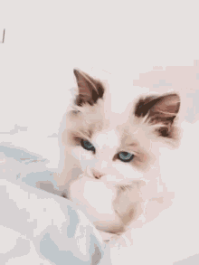Cute Cat Staring Licking GIF