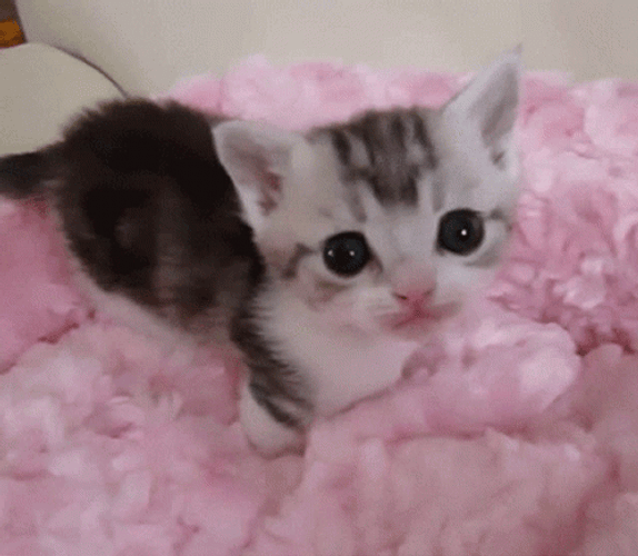 Cute Cat Sticking Out Tongue GIF