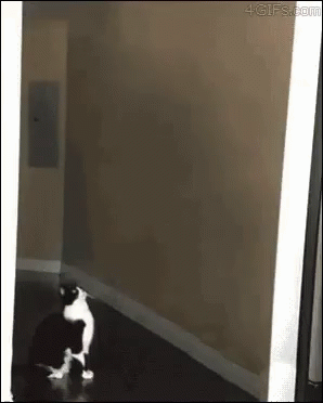 Cute Cat Taken By Alien Spaceship GIF