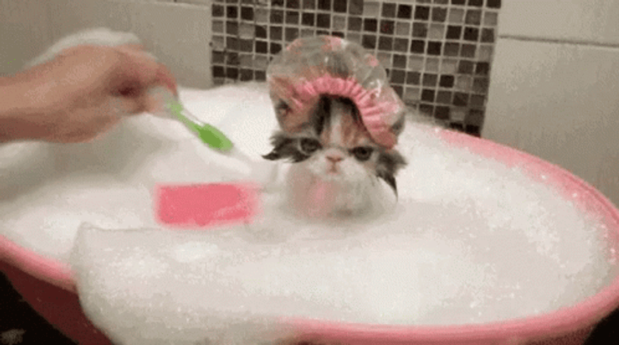 Cute Cat Taking A Bath GIF