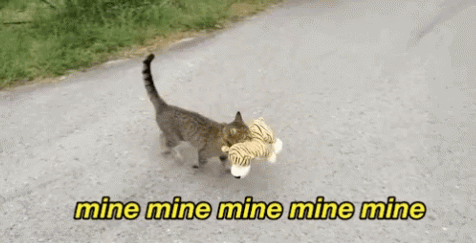 Cute Cat Taking Toy Mine GIF