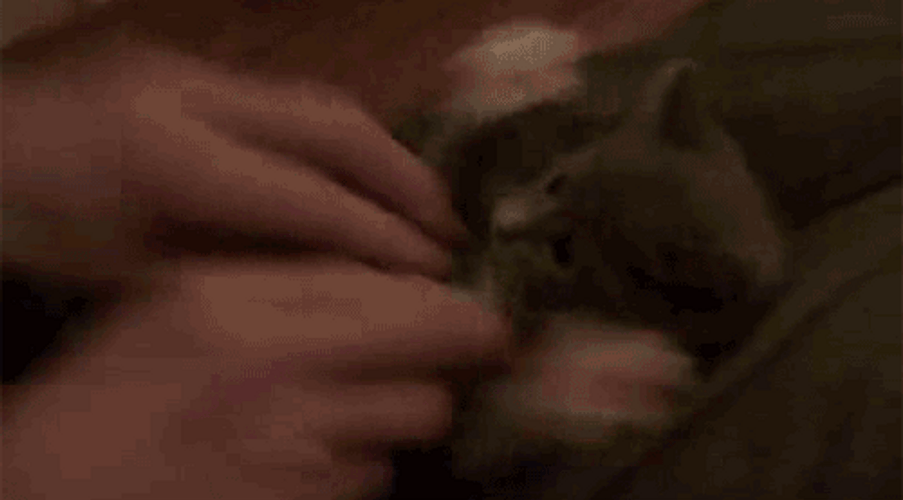 Cute Cat Tickle GIF