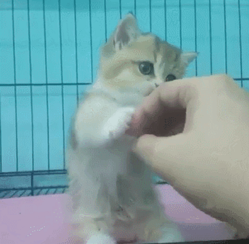 Cute Cat Touching GIF