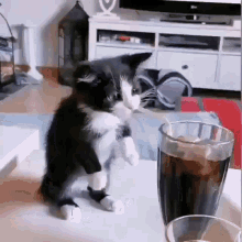 Cute Cat Trying To Drink GIF