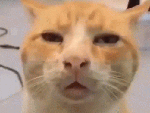 Cute Cat Unamused Reaction GIF