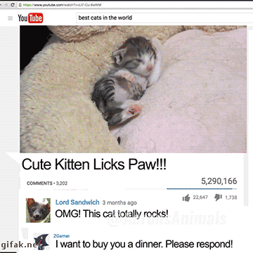 Cute Cat Video Youtube GIF