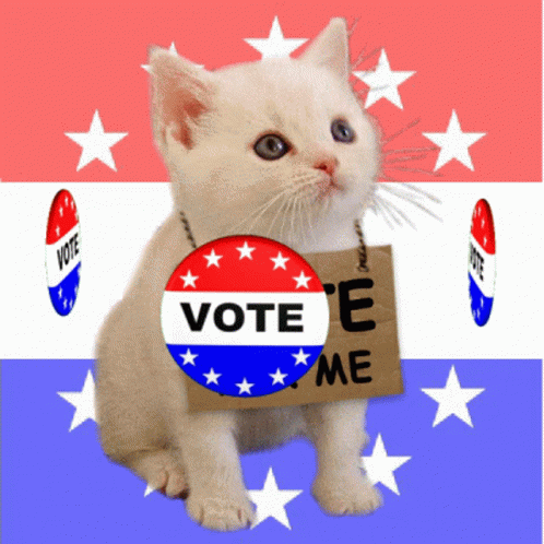 Cute Cat Vote For Me GIF