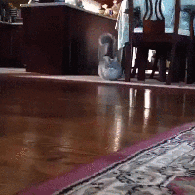 Cute Cat Waddles Home GIF