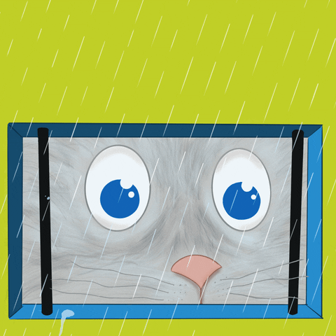 Cute Cat Watching Rain Animated GIF