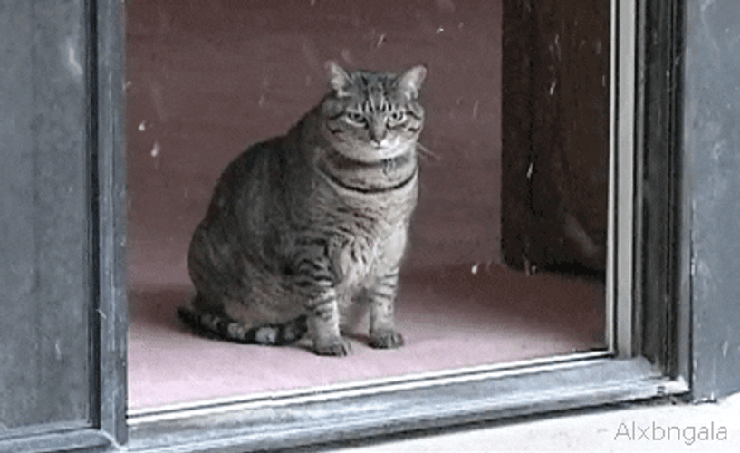 Cute Cat Watching Snow Storm GIF