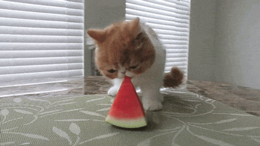 Cute Cat Watermelon GIF