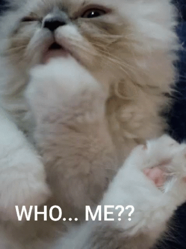 Cute Cat Who Me GIF