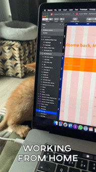 Cute Cat Working From Home Computer GIF