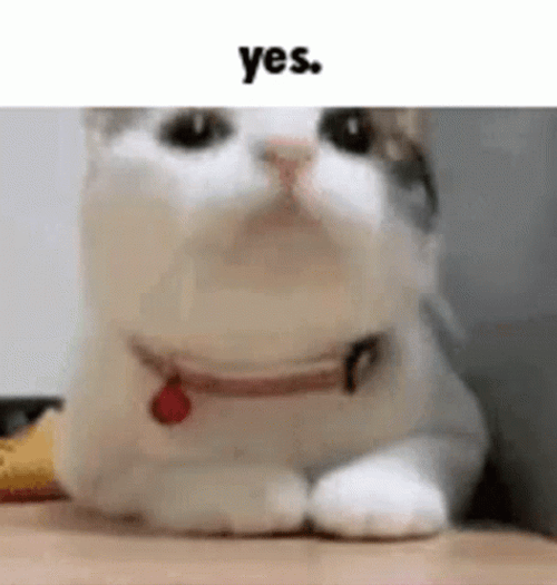 Cute Cat Yes Meme GIF | GIFDB.com