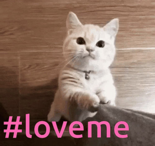 Cute Cat You Love Me GIF