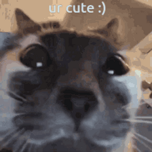 Cute Cat You're Cute GIF