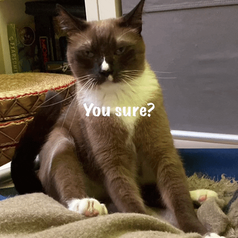 Cute Cat You Sure GIF