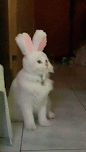 Cute Cats Bunny Headband GIF