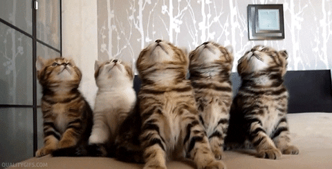 Cute Cats Curious Kittens GIF