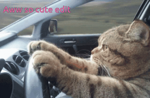 Cute Cats Driving Car GIF