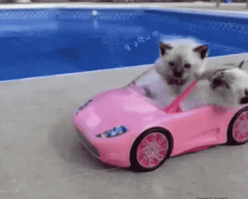 Cute Cats Driving Toy Car GIF