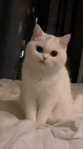 Cute Cats Ears Moving GIF