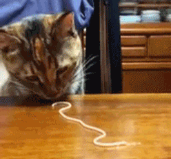 Cute Cats Eating Pasta GIF