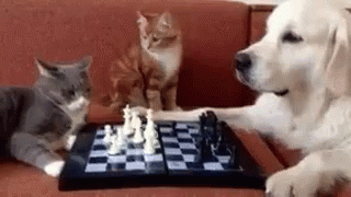 Cute Cats Fighting Over Chess Game GIF