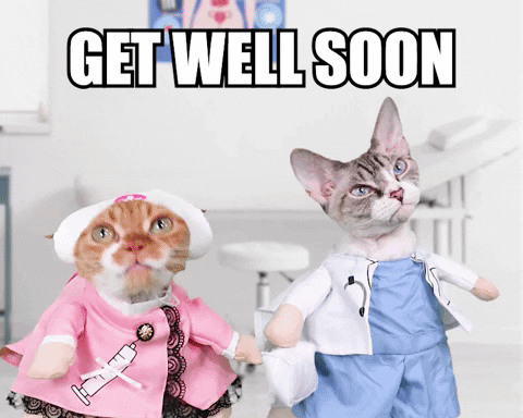 Cute Cats Get Well Soon GIF