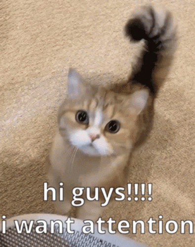 Cute Cats I Want Attention GIF